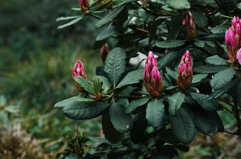 Rhododendron Stock Photos
