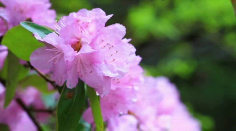 Rhododendron in the rain 動画素材 752267