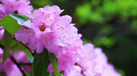 Rhododendron in the rain 動画素材 752298