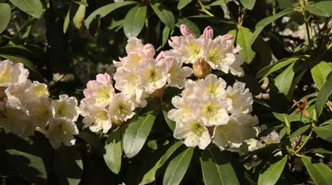 Rhododendron (Rhododendron) Stock Footage 14533669