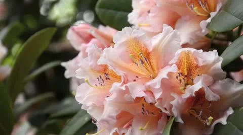 Rhododendron (Rhododendron) Stock Footage 14577909