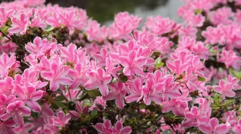 Rhododendron (Rhododendron) Stock Footage 14579392
