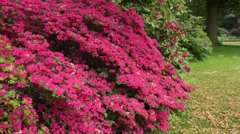 Rhododendron (Rhododendron) Stock Footage 14584538