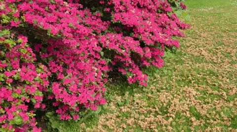 Rhododendron (Rhododendron) Stock Footage 14586960