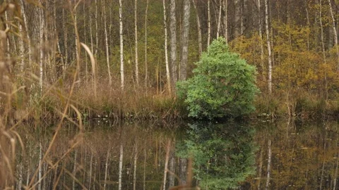 Rhododendron Shrub Reflection in a Pond, Fall Season Stock Footage 235048175