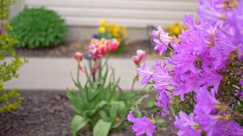 Rhododendron Slow Motion In Spring Breeze, Tulips And Daffodils, Flowerbed Stock Footage 155032892
