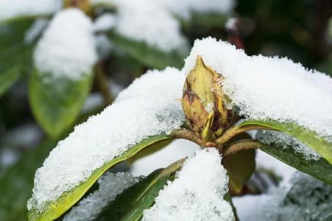 Rhododendron with snow Stock Photos
