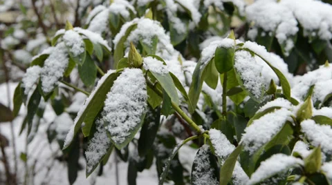 Rhododendron with snow at wintertime 스톡 동영상 33789809