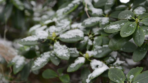 Rhododendron with snow at wintertime 스톡 동영상 33790112