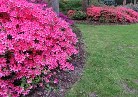 Rhododendron in spring during flowering Foto stock