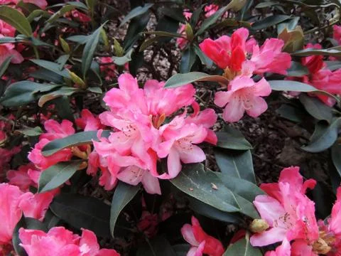 Rhododendron in spring during flowering Stock Photos