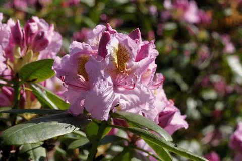 Rhododendron in spring Stock Photos