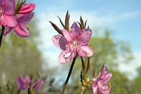 Rhododendron in spring Stock Photos