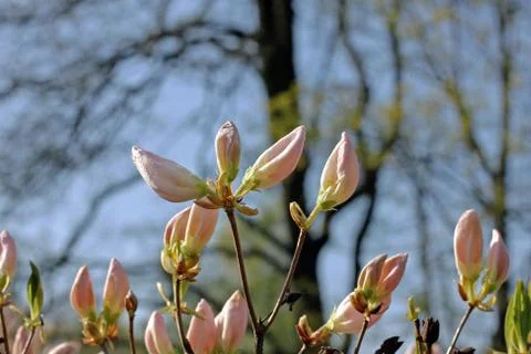 Rhododendron in spring Foto stock