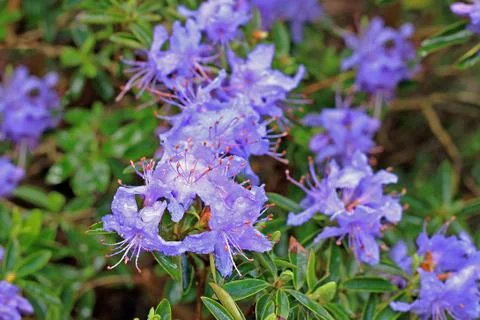 Rhododendron in spring Stock Photos