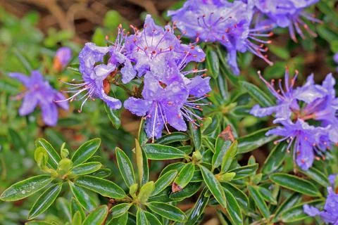 Rhododendron in spring Stock Photos