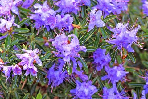 Rhododendron in spring Stock Photos