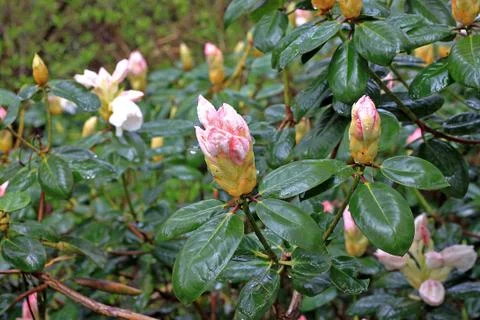 Rhododendron in spring Stock Photos
