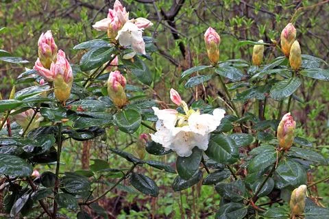 Rhododendron in spring Stock Photos
