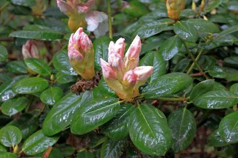 Rhododendron in spring Stock Photos