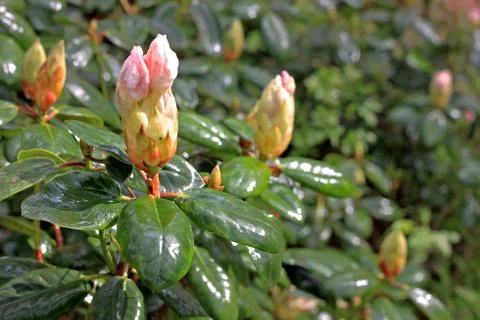 Rhododendron in spring Stock Photos