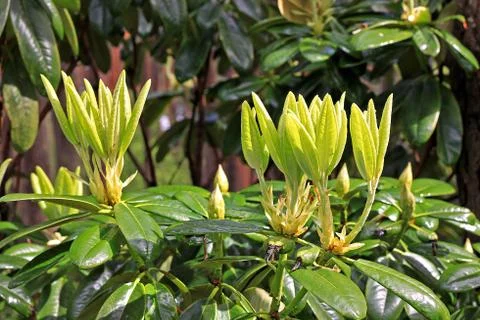 Rhododendron in spring Stock Photos