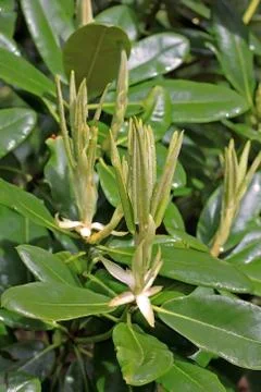 Rhododendron in spring Stock Photos