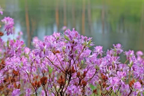 Rhododendron in spring Stock Photos