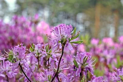 Rhododendron in spring Stock Photos