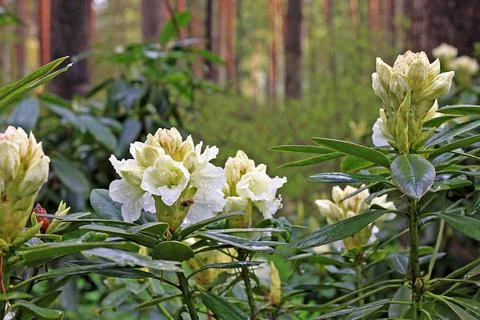 Rhododendron in spring Stock Photos
