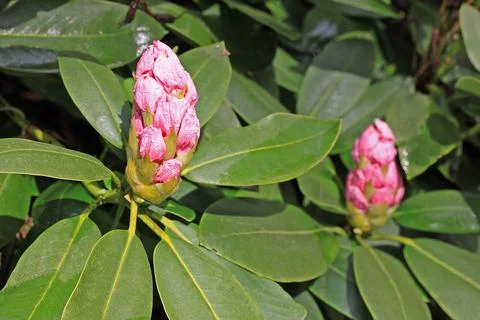 Rhododendron in spring Stock Photos