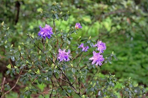 Rhododendron in spring Stock Photos