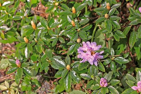 Rhododendron in spring Stock Photos