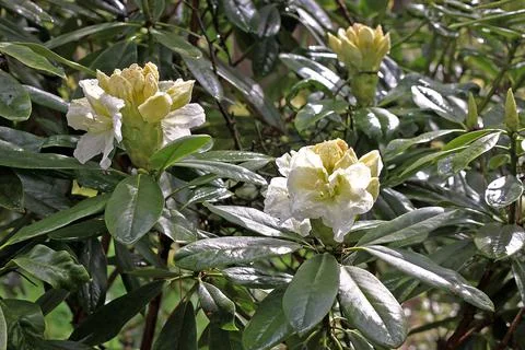 Rhododendron in spring Stock Photos