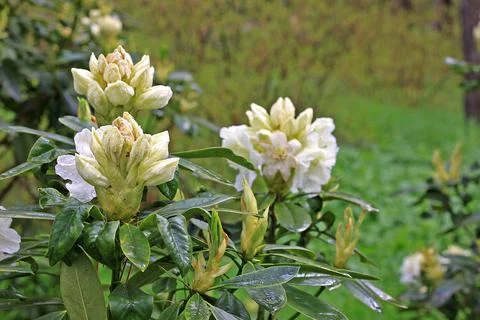 Rhododendron in spring Stock Photos