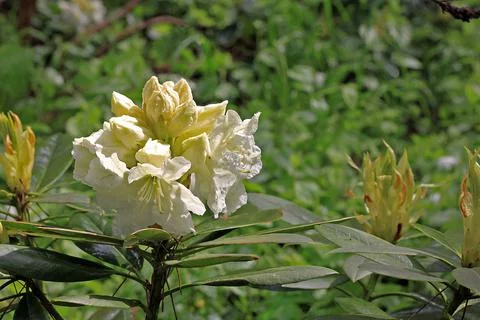Rhododendron in spring Stock Photos