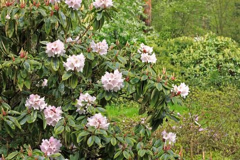 Rhododendron in spring Stock Photos
