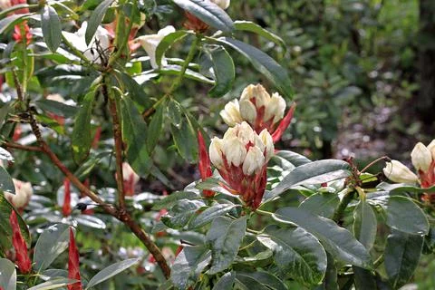 Rhododendron in spring Stock Photos