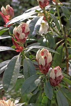 Rhododendron in spring Stock Photos