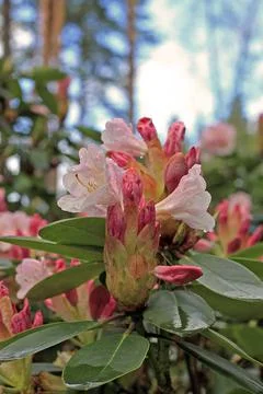 Rhododendron in spring Stock Photos