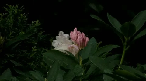 Rhododendron time lapse 動画素材 10919409