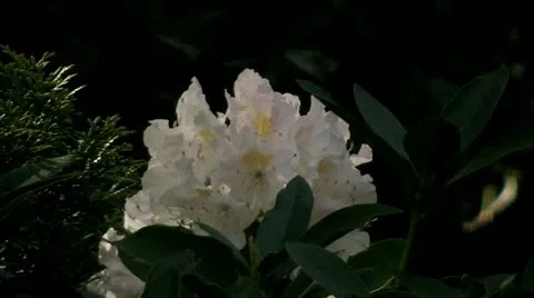 Rhododendron time lapse 動画素材 10919433