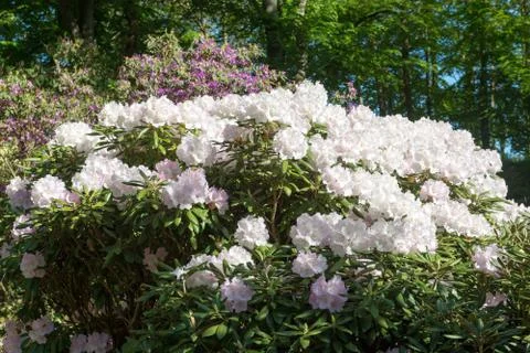 Rhododendron tree Stock Photos