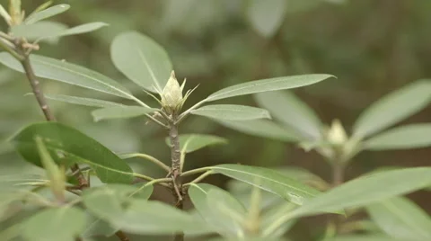 Rhododendron in the Woods Stock Footage 50999796
