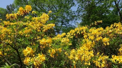 Rhododendron yellow spring in the park 库存照片