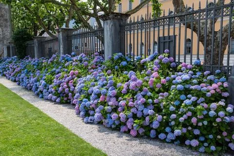 Rhododendrons by a path Stock Photos