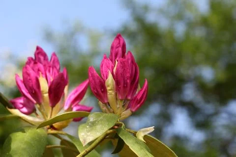 Rhododendrons Stock Photos