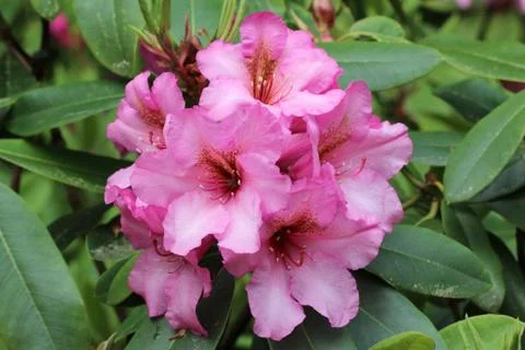 Rhododendrons Stock-Fotos