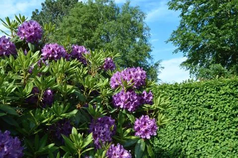 Rhododendrons Stock Photos