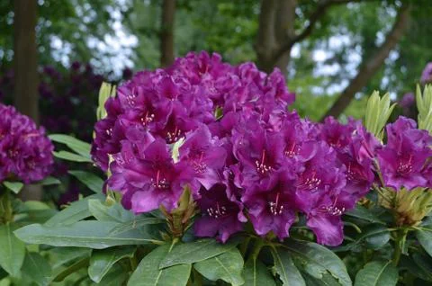 Rhododendrons Stock Photos